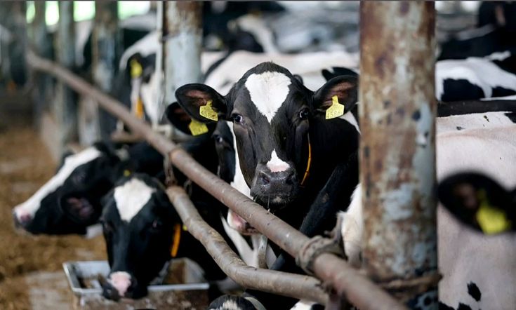 cattle-farming-in-india