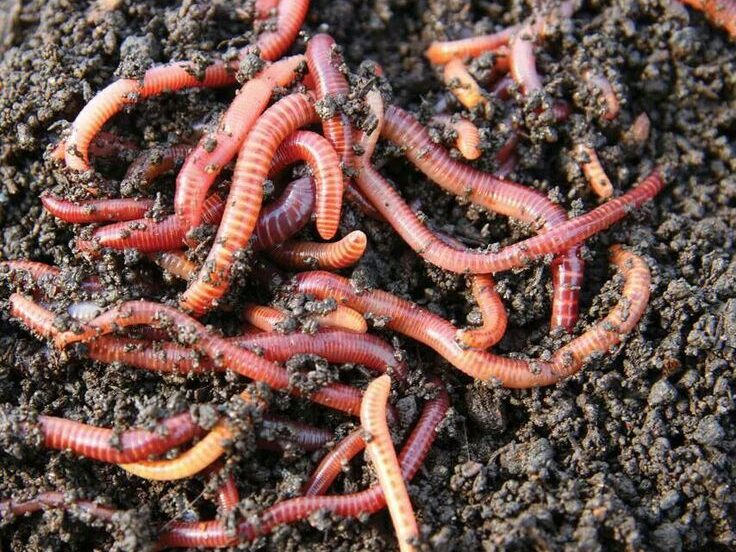 vermicompost