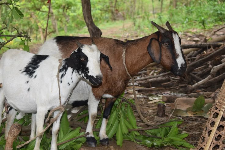 goat-farming-in-india-2025-complete-guide