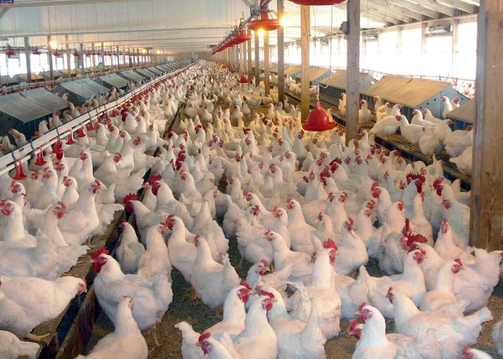 poultry-farming-in-india