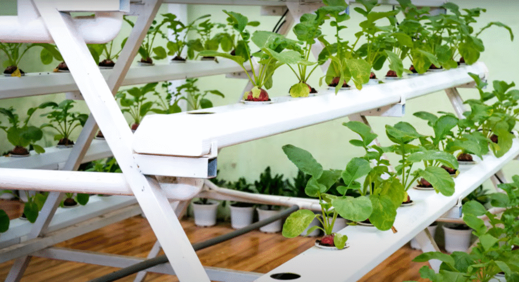 what-is-hydroponics