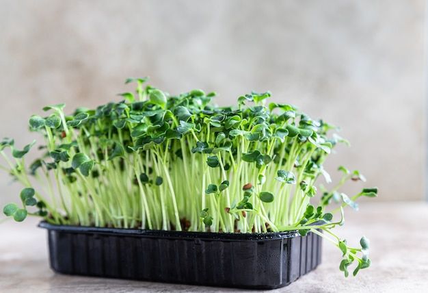 what-is-microgreens