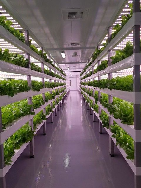 the-sweet-future-of-vertical-farming