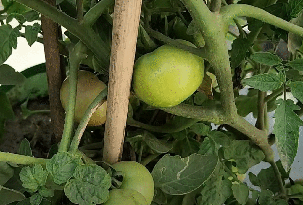 tomatoes-in-india