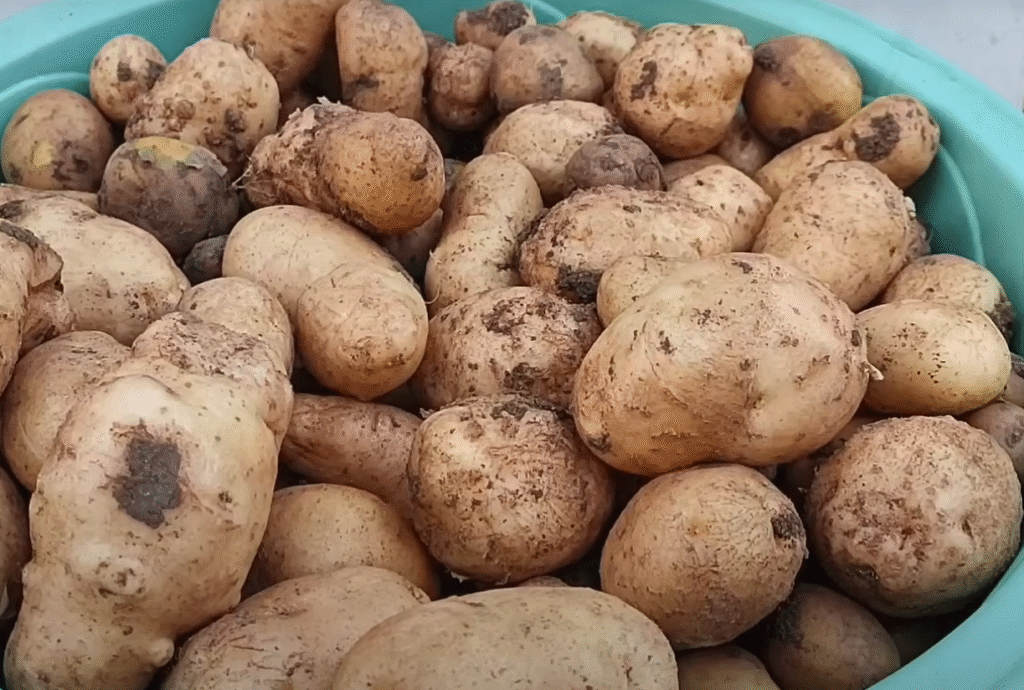 growing-potatoes-at-home