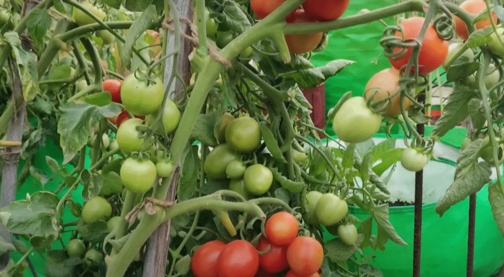 how-to-grow-tomatoes-at-home-in-india